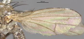 Media type: image;   Entomology 11132 Aspect: front wing